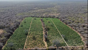Hectares de plantação de maconha descoberta na operação Dom Inocêncio
