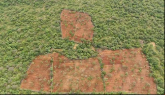 Plantação de maconha localizada na zona rural de Dom Inocêncio.