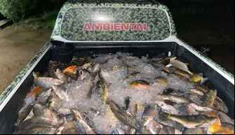 Peixes apreendidos sem documentação.
