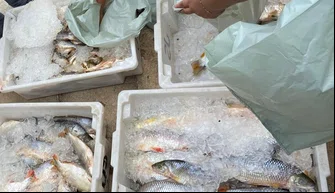 Pescado ilegal apreendidas pela Polícia Militar