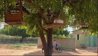 Polícia Ambiental desarticula cativeiro de aves silvestres no Piauí