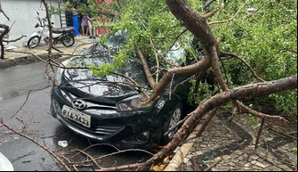 Queda de árvores em Teresina