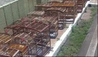 Aves em gaiolas